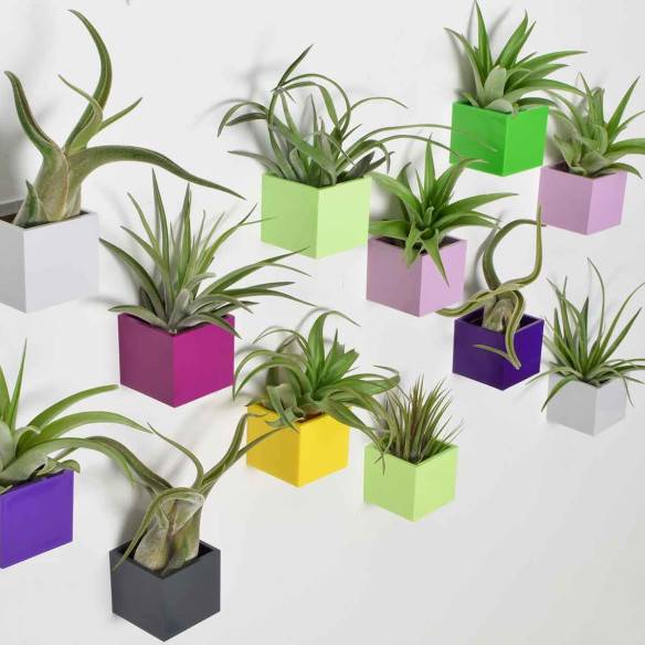 Kalamitica Tillandsia Multiflora Spedizione Gratuita