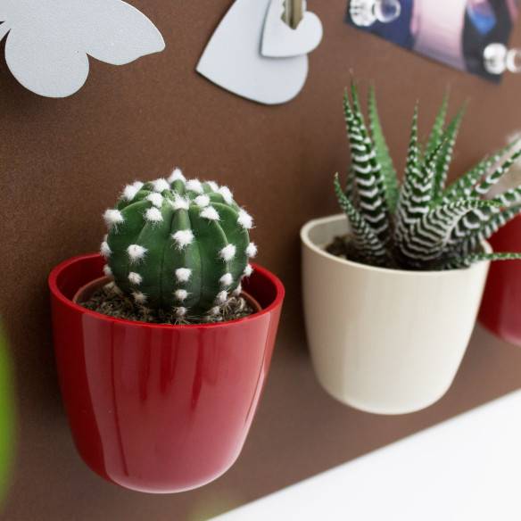Kalamitica Echinopsis Subdenudata Qualità Garantita
