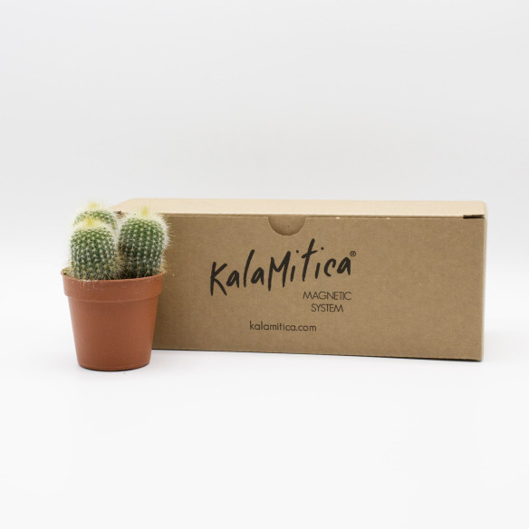 Kalamitica Notocactus Leninghausii Promozione Limitata